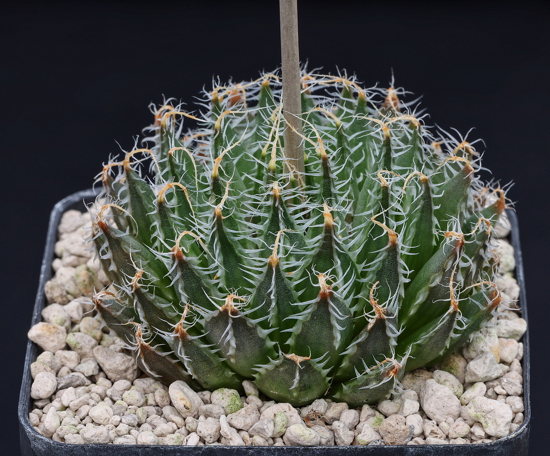 w01083 1 haworthia nortieri var pehlemanniae n of laingsburg about 10 km n of tl jdv91 047