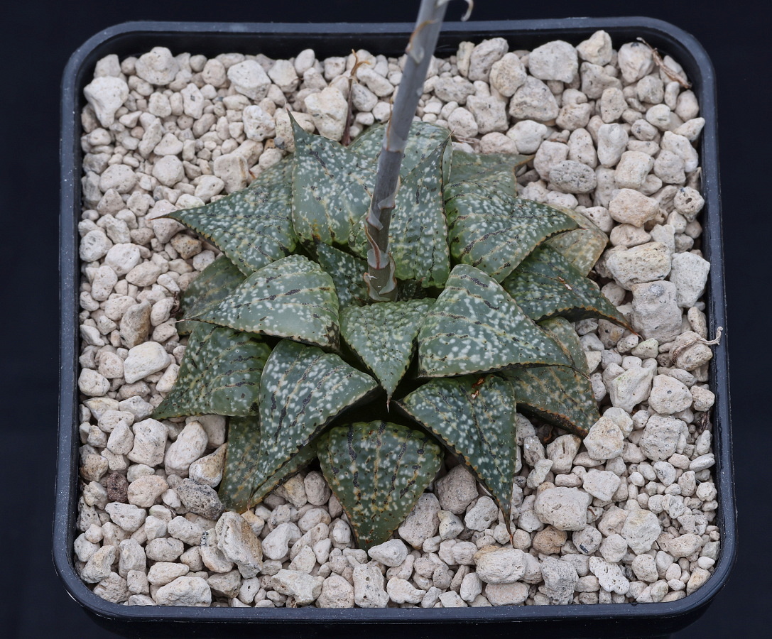 w01109 6 haworthia picta moerasrivier saffraanrivier turnoff n of robinson pass gm568