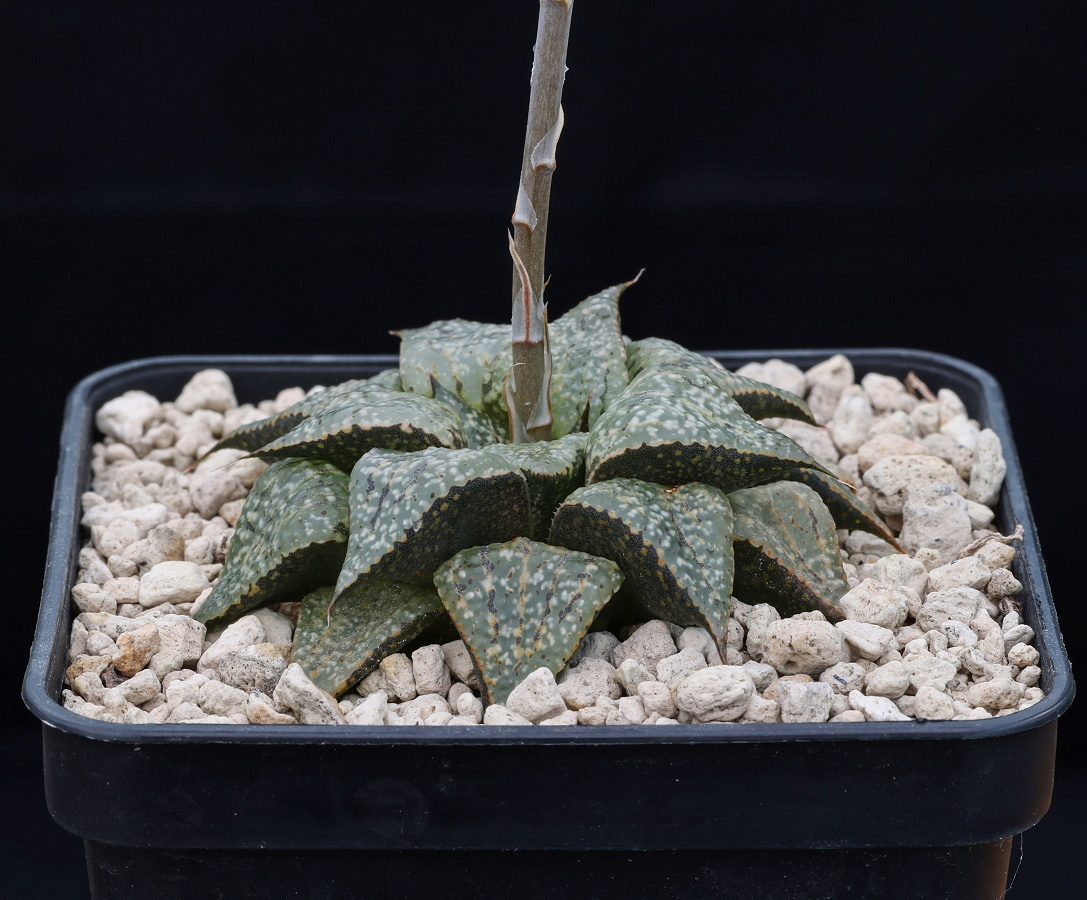 w01109 6 haworthia picta moerasrivier saffraanrivier turnoff n of robinson pass gm568 2