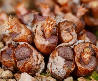 c007-4 conophytum armianum umdaus 2