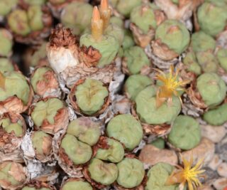 c037-1 conophytum breve rietmond 1