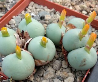 c043-2 conophytum calculus grootgraafwater cross 1