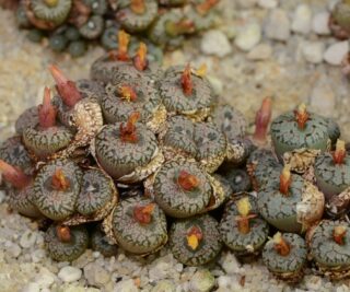c051-4 conophytum comptonii n of boskloof very nice patterns 1