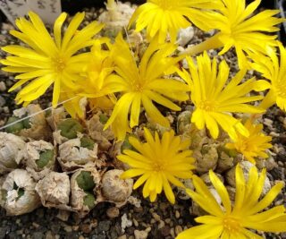 c065-18 conophytum ectypum s aribees yellow 1