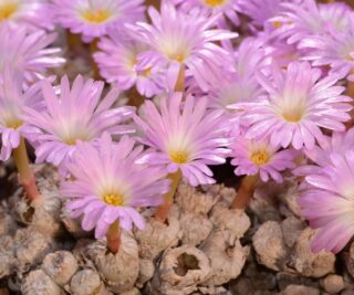 c069-3 conophytum ectypum aff ssp brownii e of kabinaberg 2