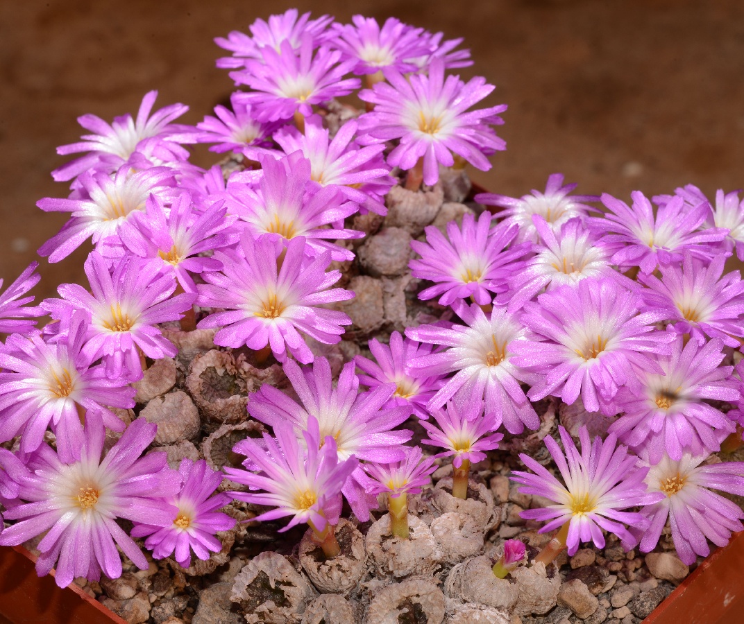 c070-1 conophytum ectypum ssp brownii dt3704 ratelpoort 1