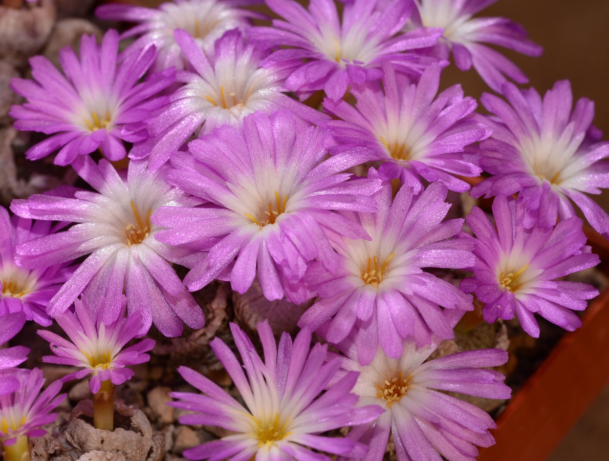 c070-1 conophytum ectypum ssp brownii dt3704 ratelpoort 2