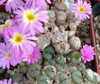 c070-6 conophytum ectypum ssp brownii koeriesberg westend 1