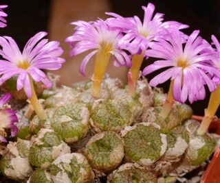 c070-8 conophytum ectypum ssp brownii khuriesberg 1