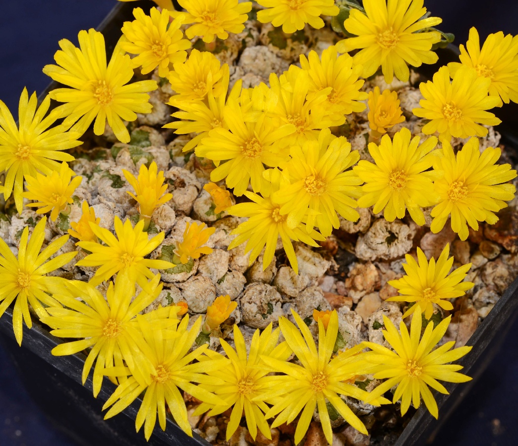 c072-1 conophytum ectypum ssp brownii arm753 eselsfontein yellow fl 1