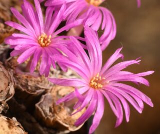 c089-1 conophytum francoiseae lav 25430 augrabies 8