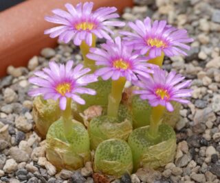 c104-1 conophytum hermarium arm669 areb bushmanland 3