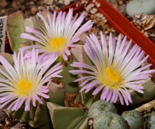 c106-1 conophytum herreanthus ssp rex e of klipbok 1