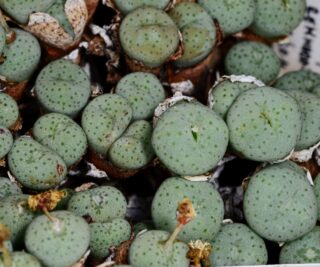 c115-6 conophytum jucundum remhoogte cr 1