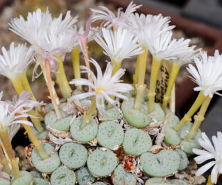 c120-12 conophytum jucundum ssp fragile cf middlemostii rr596 klein helskloof mg141093 1