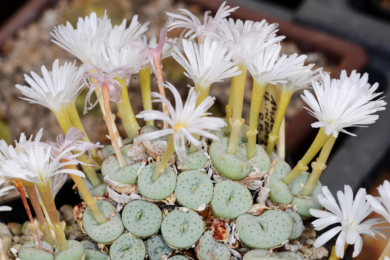 Conophytum jucundum ssp. fragile cf. middlemostii RR596