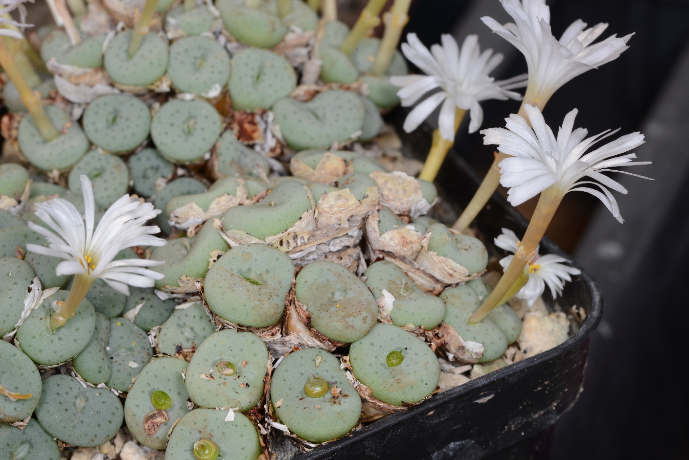 c120-12 conophytum jucundum ssp fragile cf middlemostii rr596 klein helskloof mg141093 2