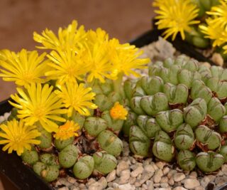 c135-1 conophytum longibracteatum brakfontein 2