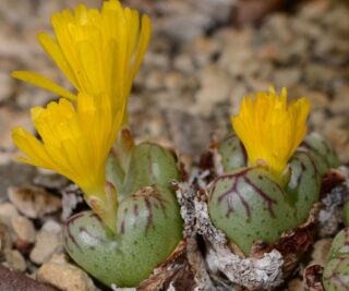 c135-2 conophytum longibracteatum pvb6749 brakfontein near komaggas msg2138 1