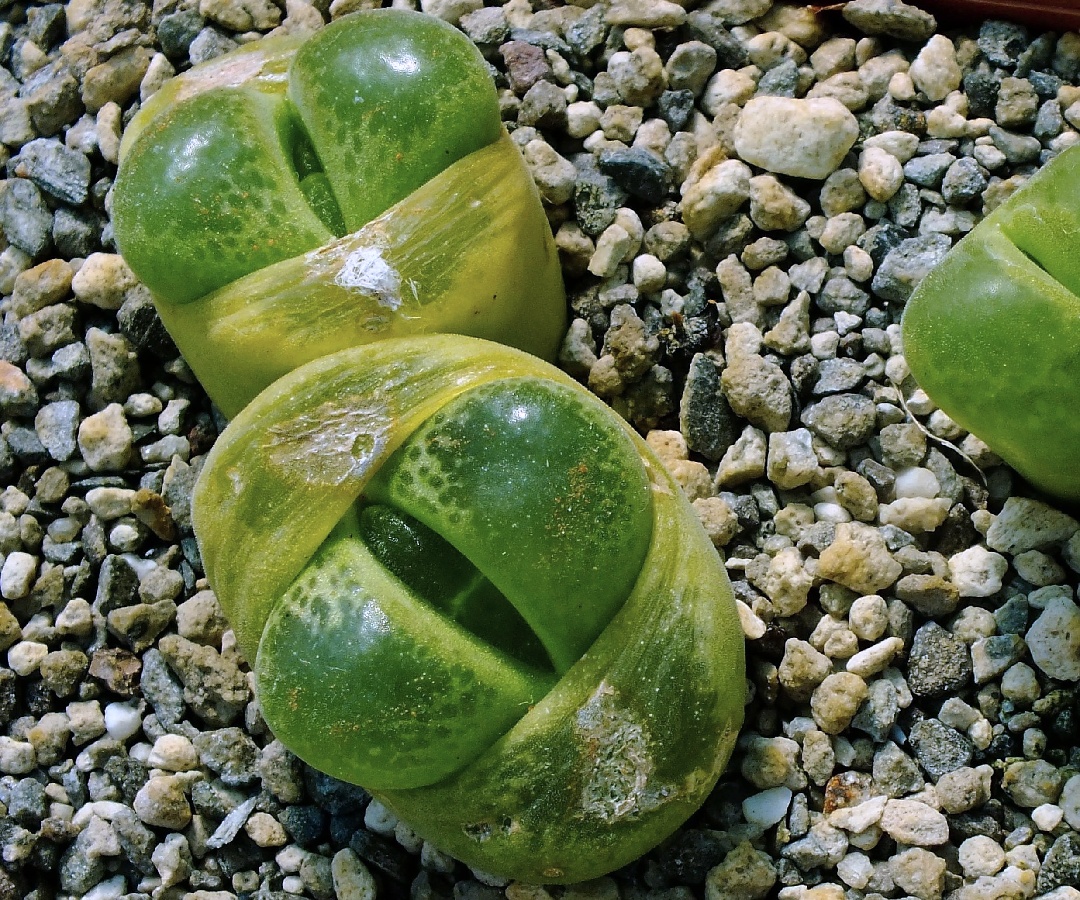 c145-6 conophytum lydiae amampoort 1