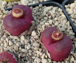 c155-8 conophytum maughanii areb msg2224 2