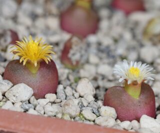 c158-9 conophytum maughanii ssp latum mro72 klein helskloof 1