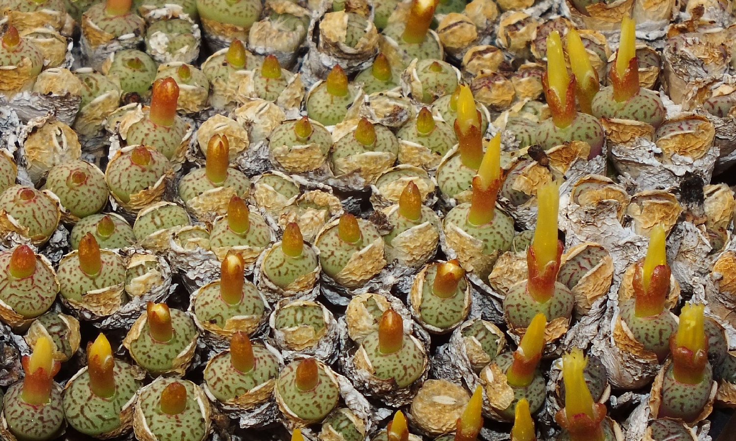 c178-2 conophytum minimum wittebergense pv913 matjiesfontein mg14721 1