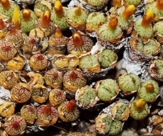 c178-2 conophytum minimum wittebergense pv913 matjiesfontein mg14721 2