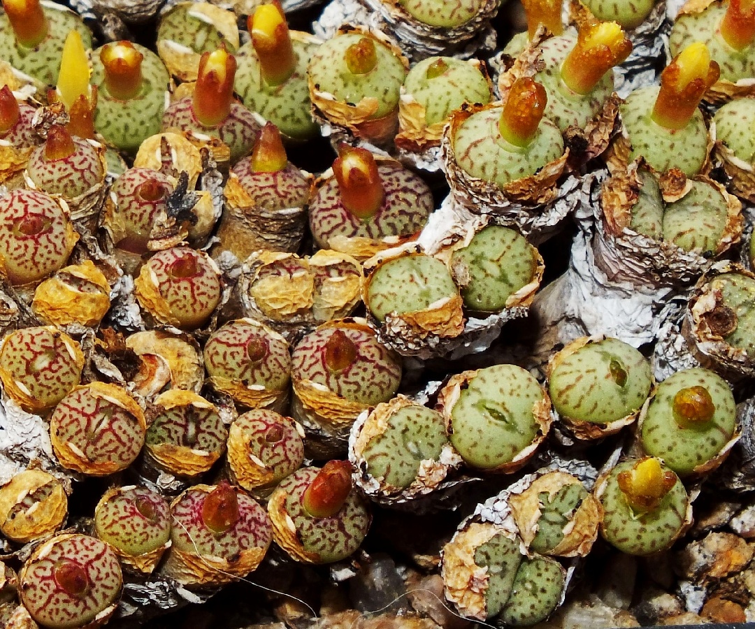 c178-2 conophytum minimum wittebergense pv913 matjiesfontein mg14721 2