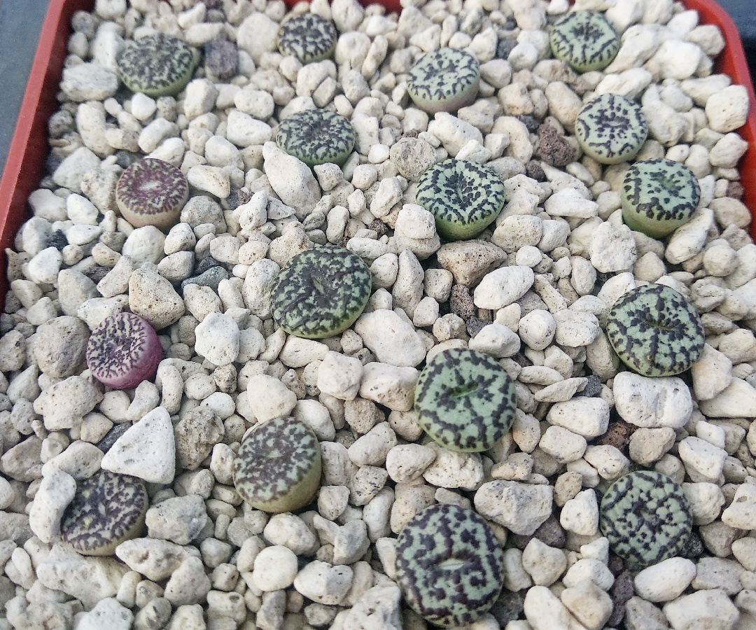 c217-5 conophytum obcordellum ursprungianum ts603 lokenburg best 1