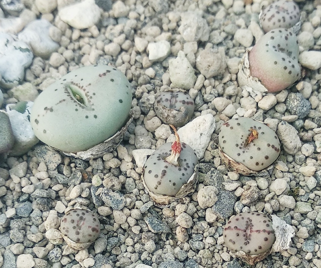 c228-4 conophytum obcordellum ssp stenandrum e of doornkraal i dotted 1