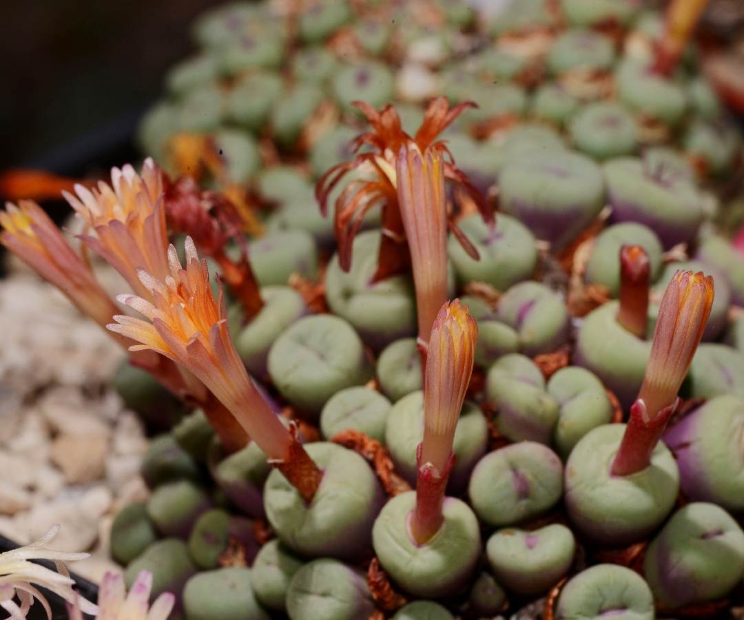 c240-5 conophytum pageae koringhoek small haeds red lip very nice flowers 3