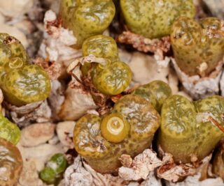 c250-26 conophytum pellucidum js1782 1