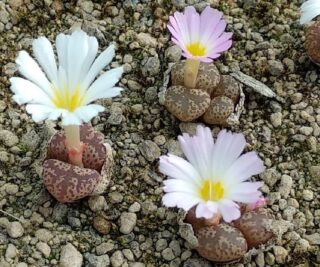 c262-4 conophytum pellucidum ssp lilianum studers pass 1