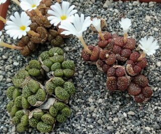 c265-8 conophytum pellucidum v neohallii n silverfontein mg1410842 1