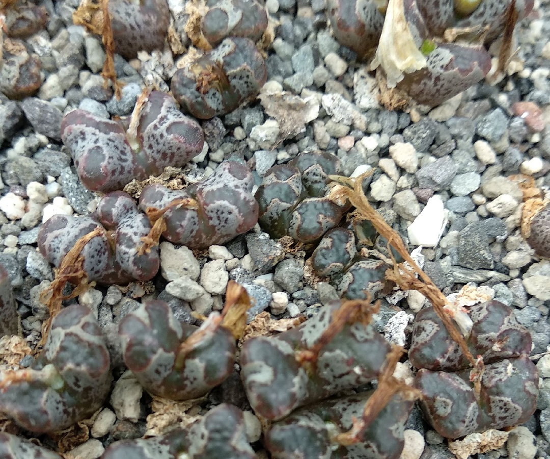 c270-11 conophytum pellucidum v terricolor sh2271 near krymekaar junction 1