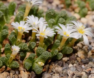 c285-1 conophytum reconditum green platbakkies 1