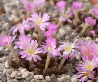 c286-5 conophytum reconditum styrkloof pink fl dark body 2