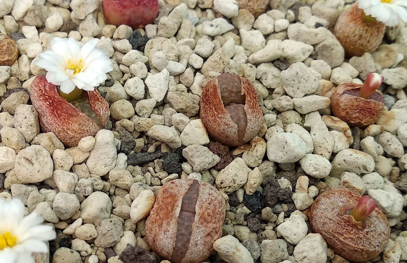 c300-1 conophytum aff roodiae ssp corrugatum may fl sp nov sw springbok 1