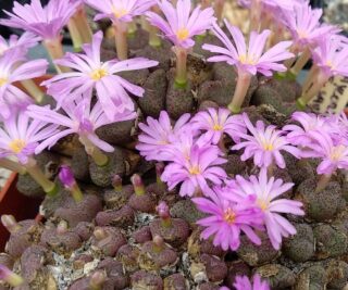 c330-2 conophytum taylorianum ne sargdeckel mg141741 1