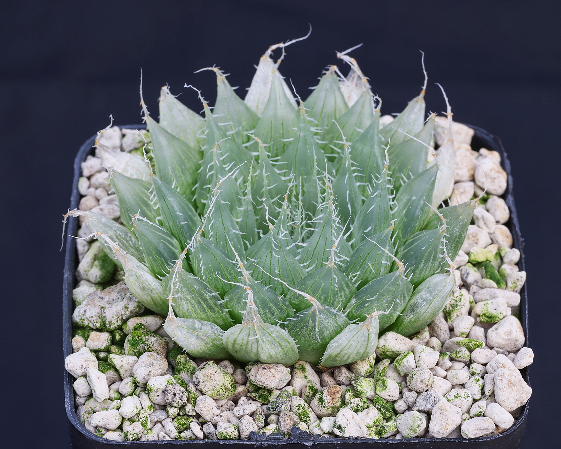 00544.1 haworthia blackbeardiana specksii ib12481 n of whittlesea police station