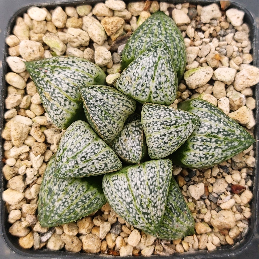 00608 4c haworthia mirabilis var splendens soutpanskoppies w of albertinia gm452