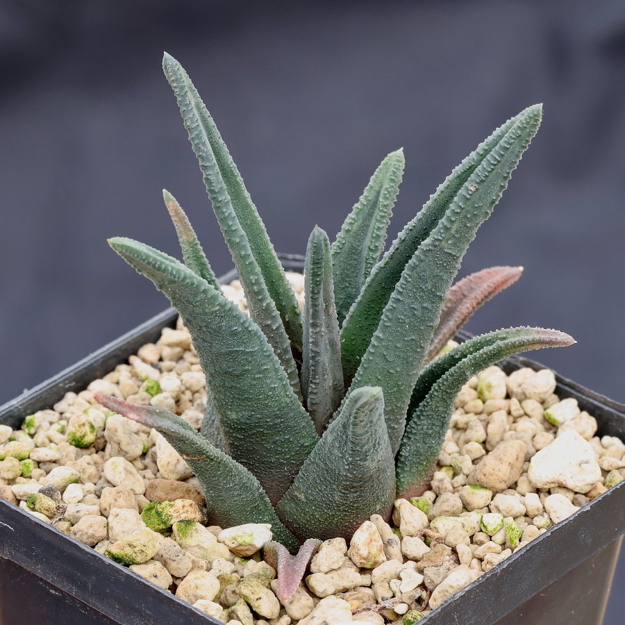 01844 1c haworthiopsis sordida de plaat ne of kabouga mbb6947 2