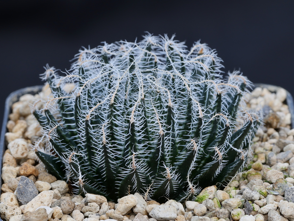 03131 haworthia arachnoidea var setata 2 km e vlakteplaas e de rust