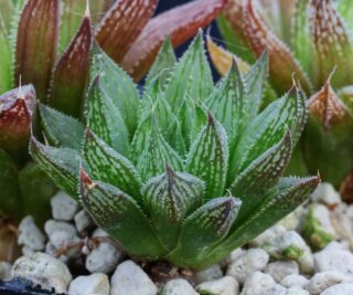 03165 haworthia maculata var livida ouhansberge e lemoenpoort