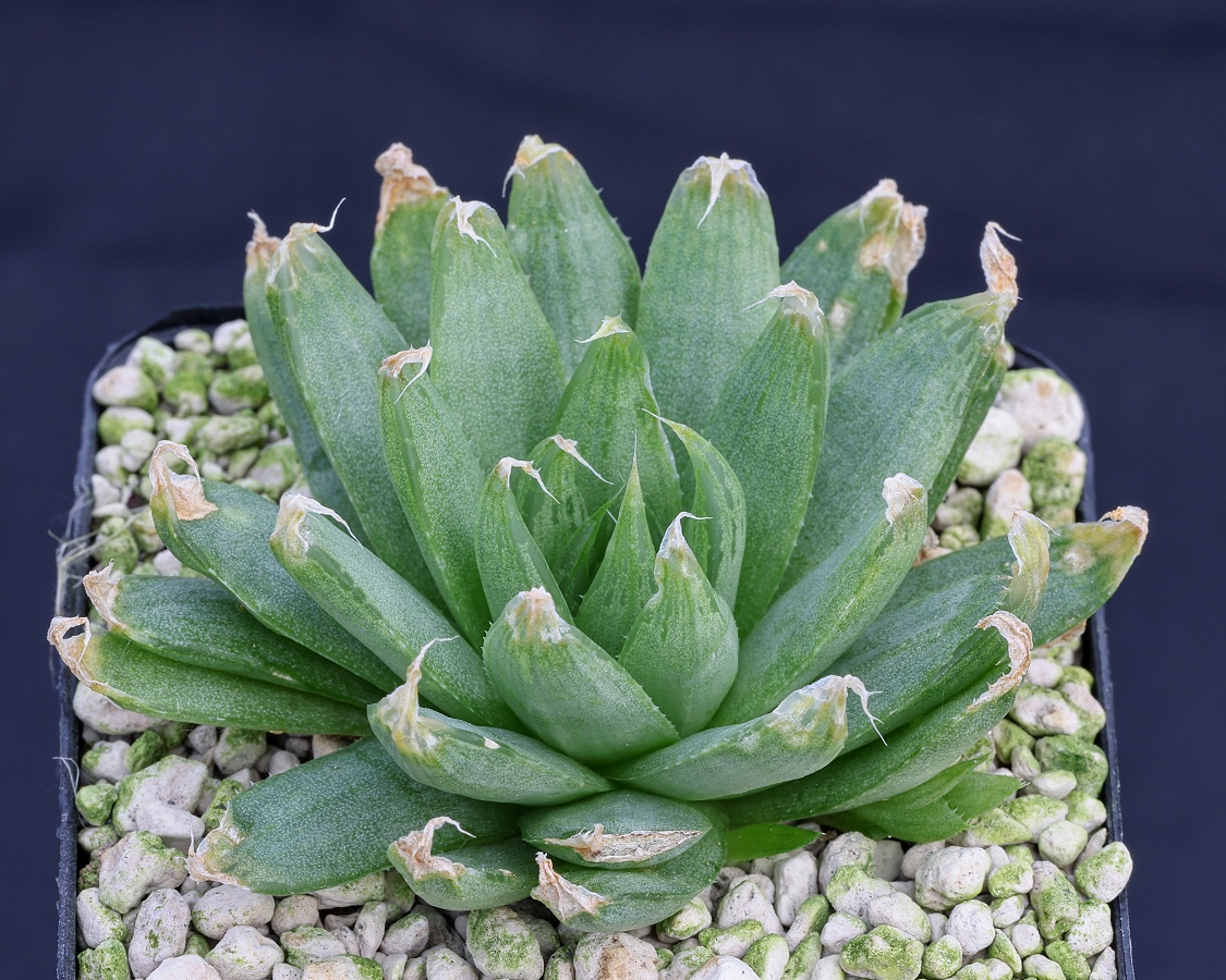 03365 haworthia cooperi var picturata dasylis n n dmc11286 oatlands eilandskloof road to patensie