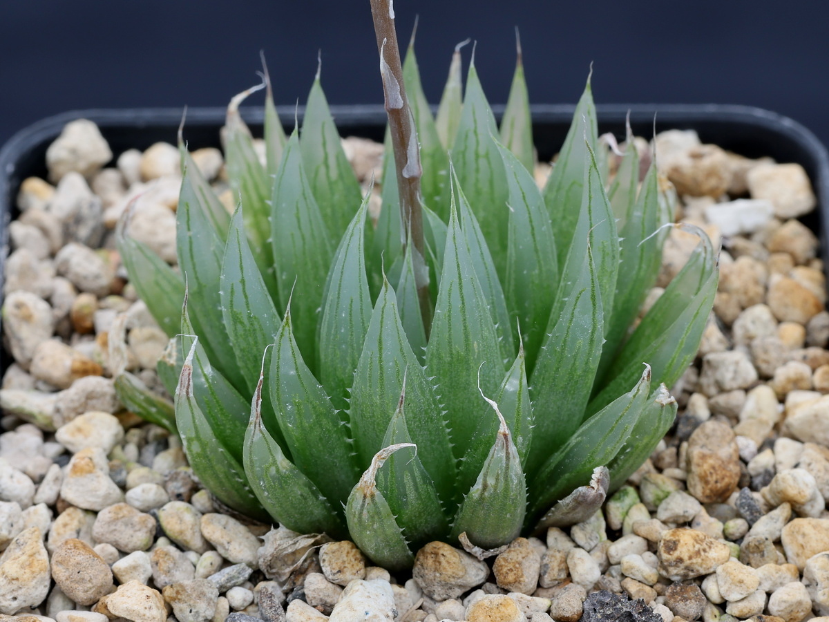 03393 haworthia cooperi var gracilis caerulea helspoort 2 km from entrance right side