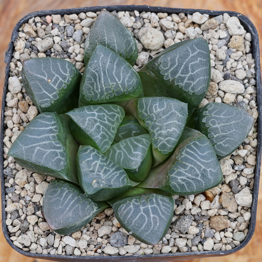 03954 2c haworthia bayeri de rust ne of oudtshoorn fsa092
