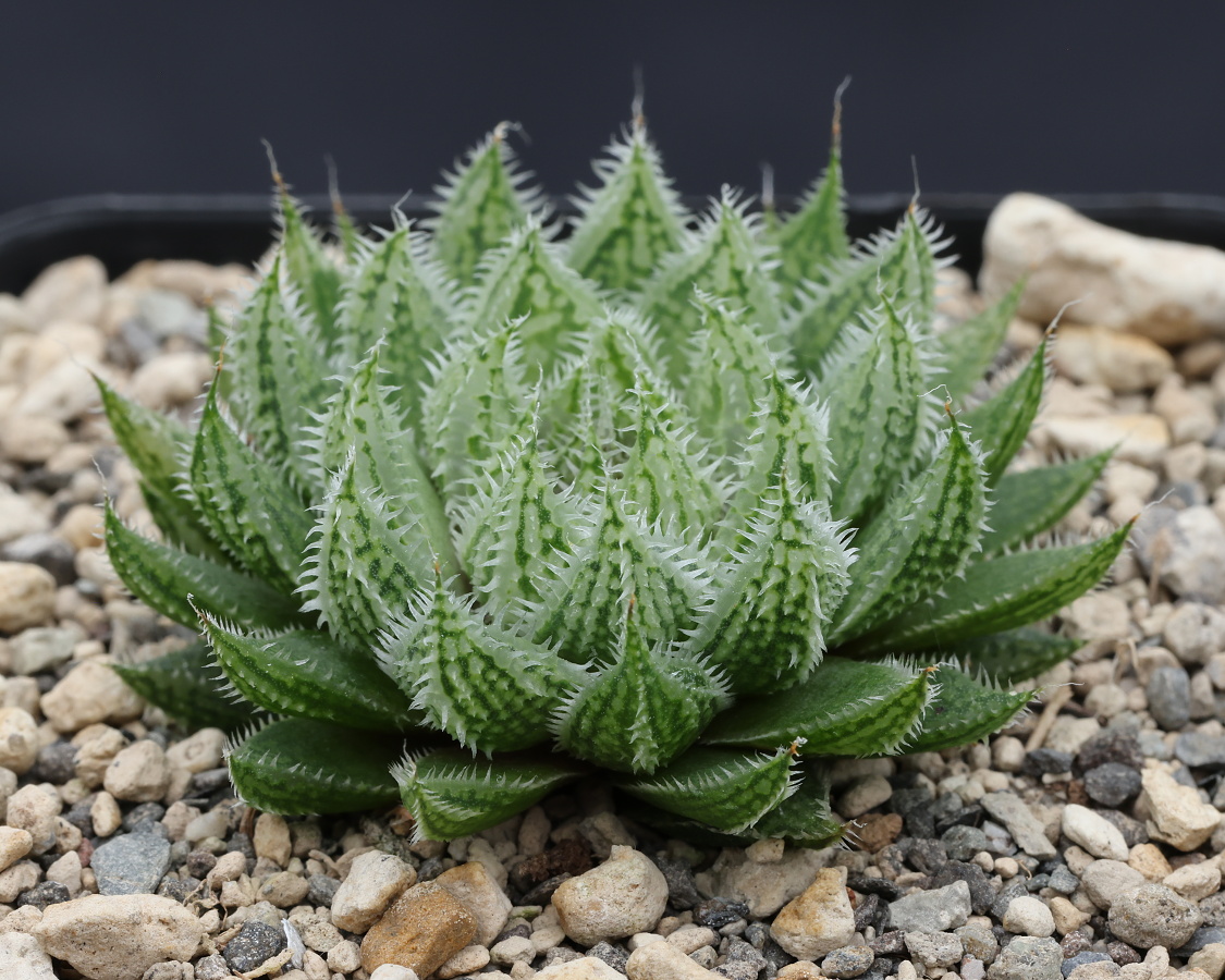 x-0438 haworthia hybrid herbacea B61 x globosiflora ba8 cl1 1 sale