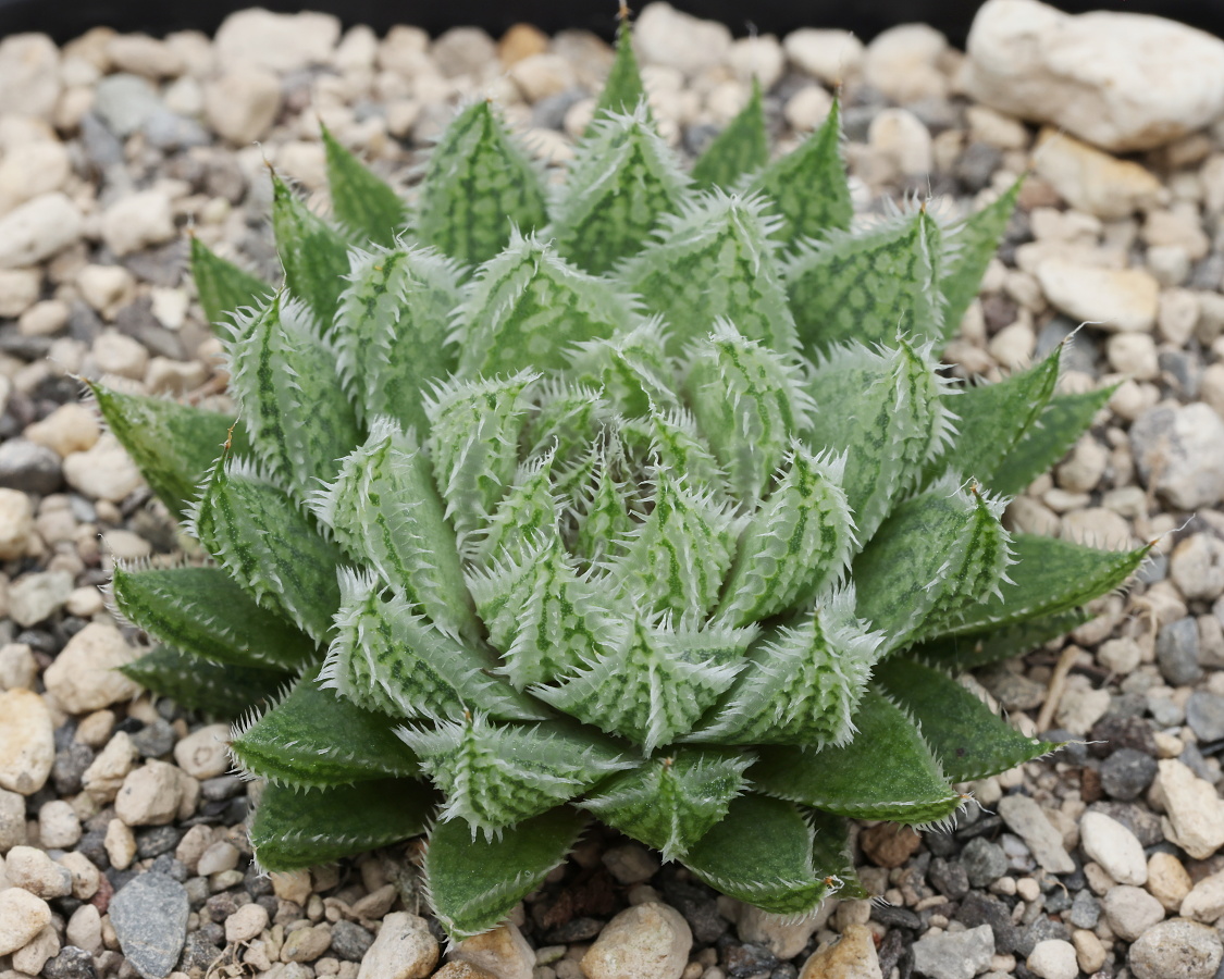 x-0438 haworthia hybrid herbacea B61 x globosiflora ba8 cl1 2 sale